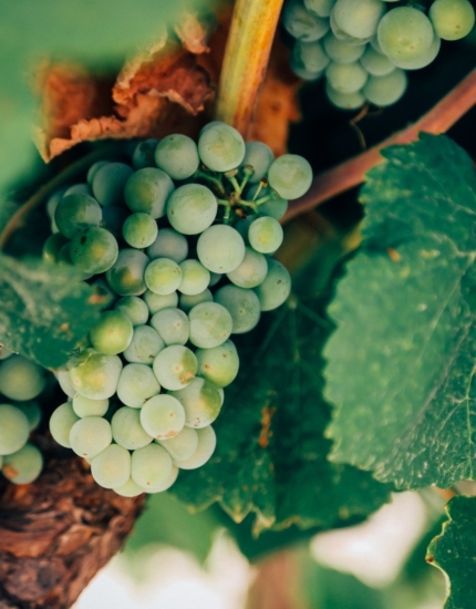 Vendanges et vinification